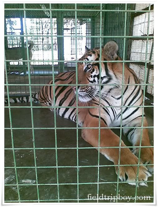 Baluarte Zoo in Vigan