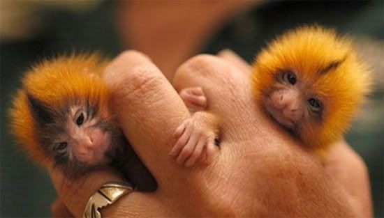 finger-monkey-1.jpg