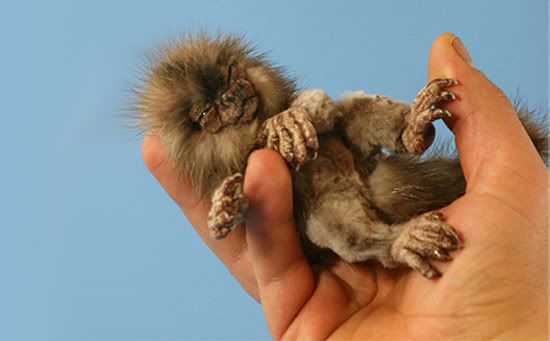 finger-monkey-10.jpg