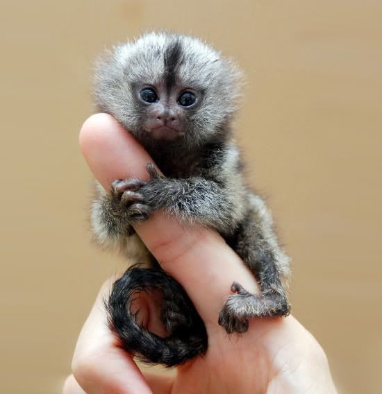 [Image: finger-monkey-12.jpg]