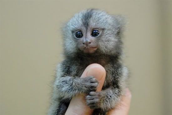 [Image: finger-monkey-2.jpg]