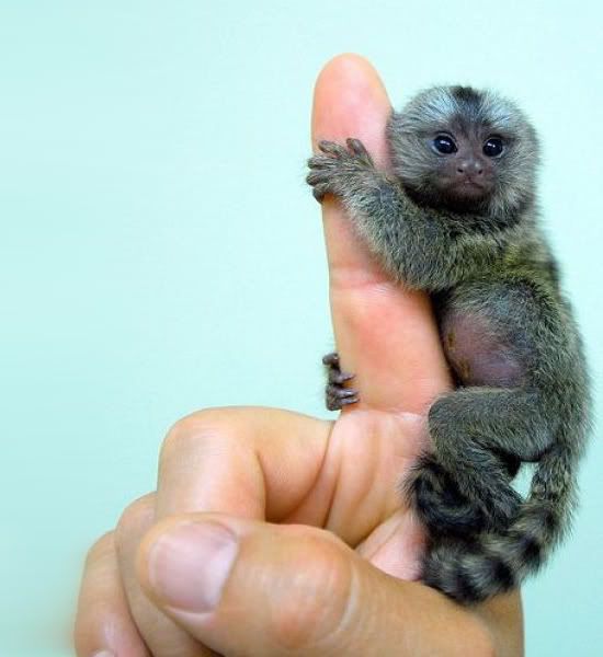 [Image: finger-monkey-3.jpg]