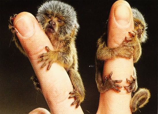 finger-monkey-8.jpg