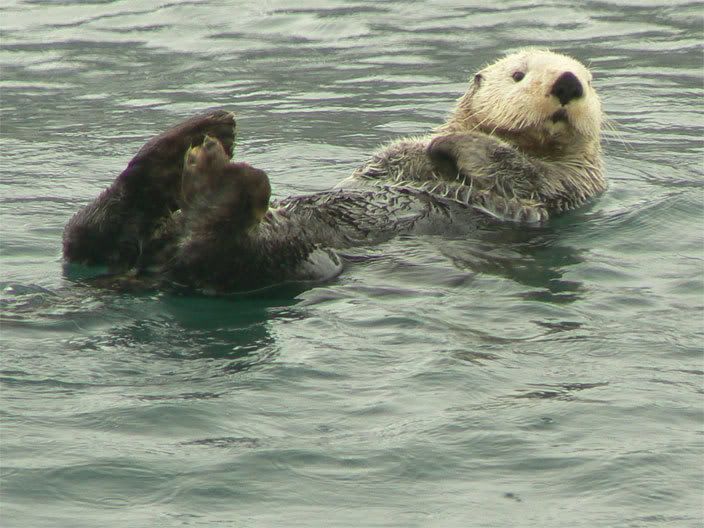Sea-Otter.jpg