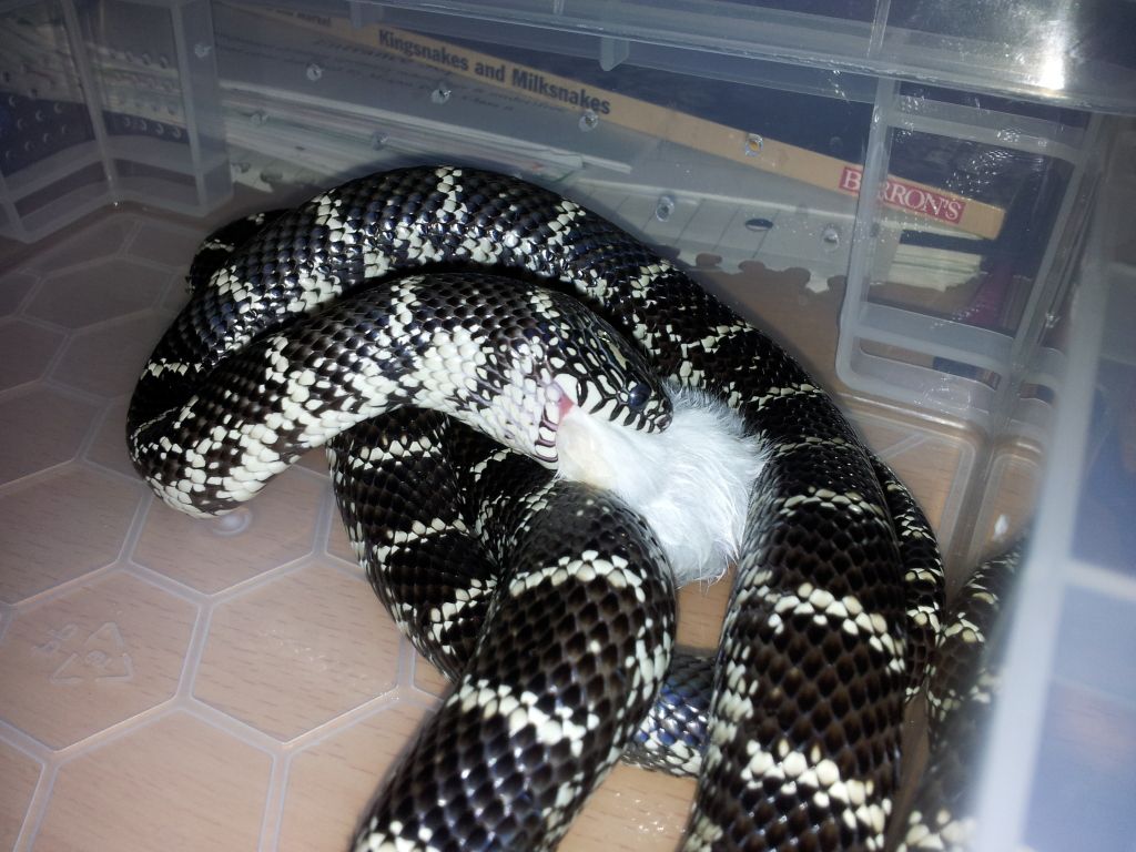 Frodo the Anery Florida Kingsnake feeding. Reptile Forums