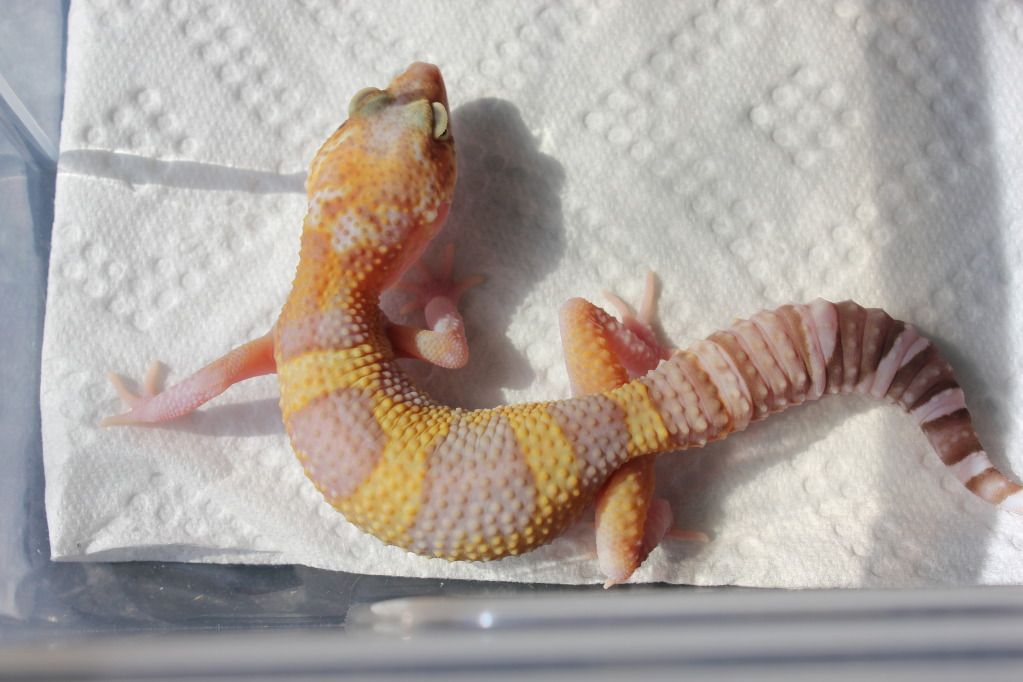 W Midlands 2x Male Tremper Eclipse het Diablo Blanco Reptile Forums