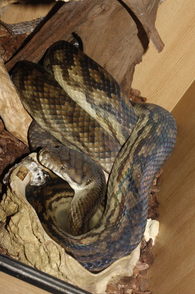 E Midlands - Adult Male Amethystine Scrub python For Sale! | Reptile Forums