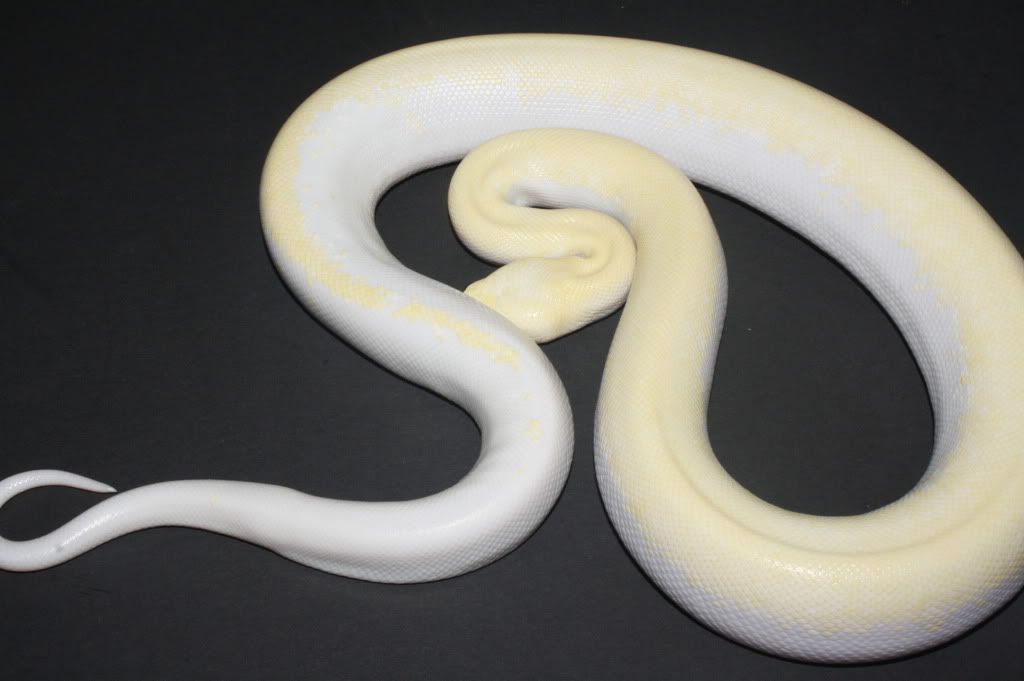 Ivory Burmese Python