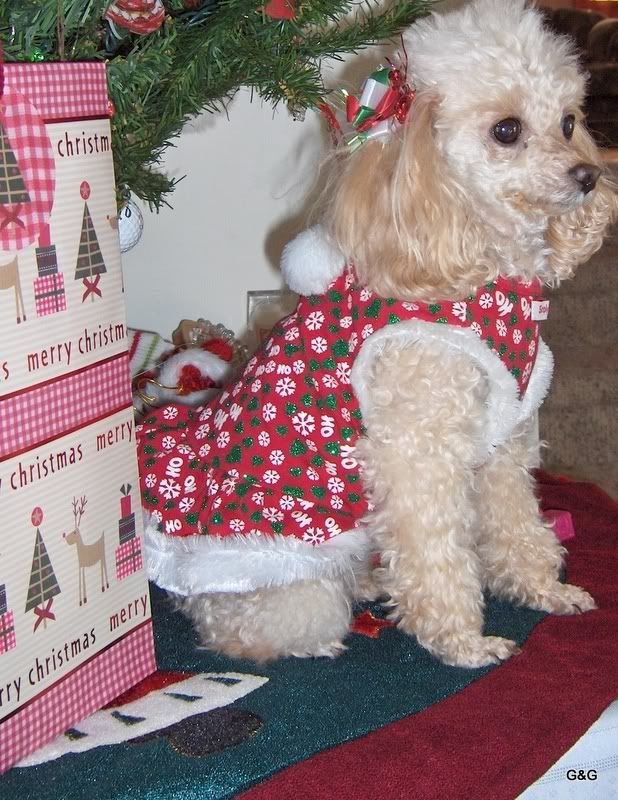 beautiful toy little girl female tiny cup  poodle photo: Penny Poodle Girl...Christmas HPIM2314.jpg