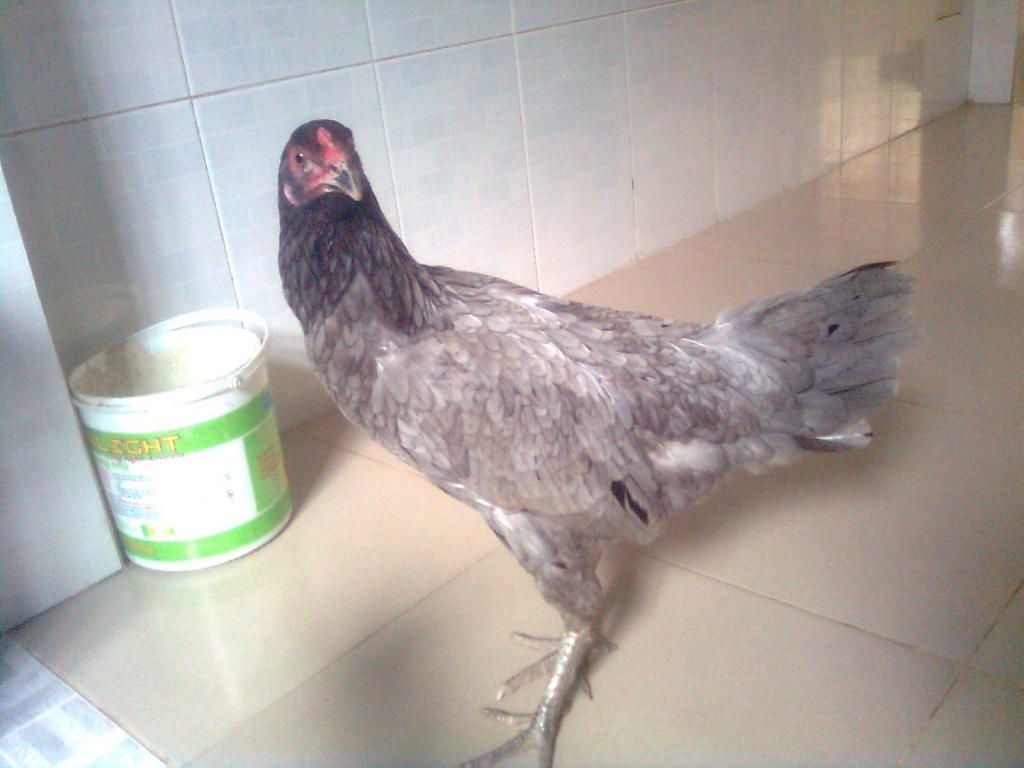 Chan+Ga+Choi+DEP mai xam, ga dang de, chan co do choi, hinh long dep. Da ban