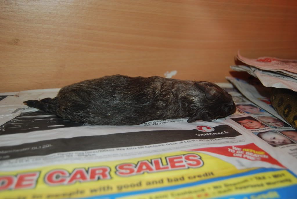 Conda v Guinea Pig - predictions please | Reptile Forums