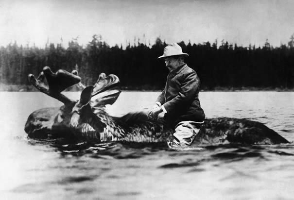 Teddy Roosevelt Moose Picture Real
