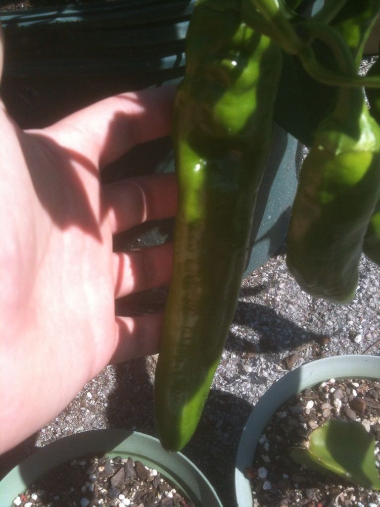 Uploaded from the Photobucket iPhone App