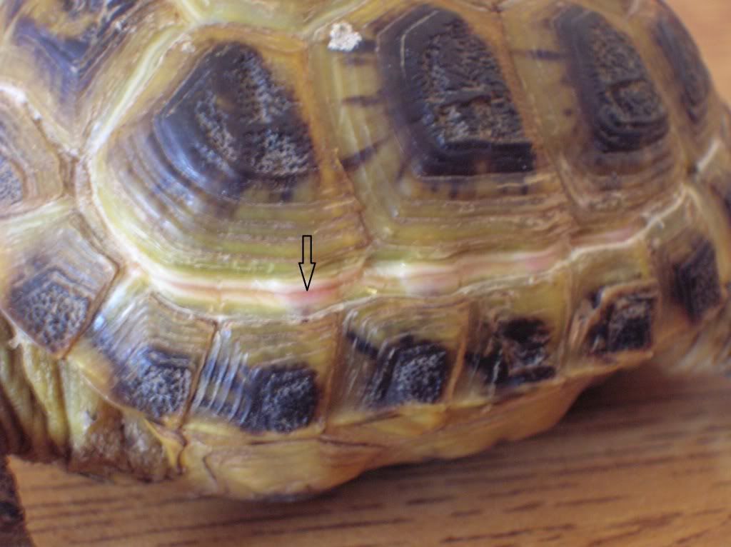 Tortoise Shell Problems