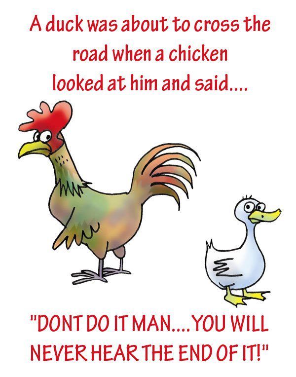 funny chicken photo: Chicken-Duck_zpsaa287b8b.jpg