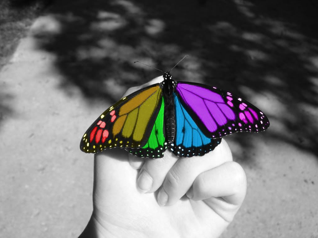 Rainbow Butterfly Pictures, Images and Photos