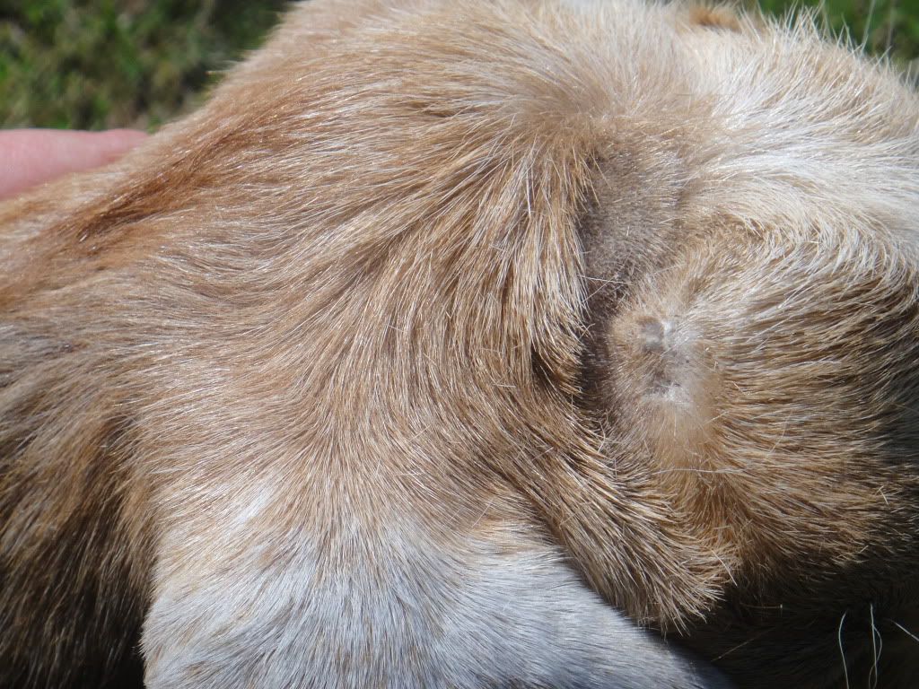 Do they have scurs or.... - Goats