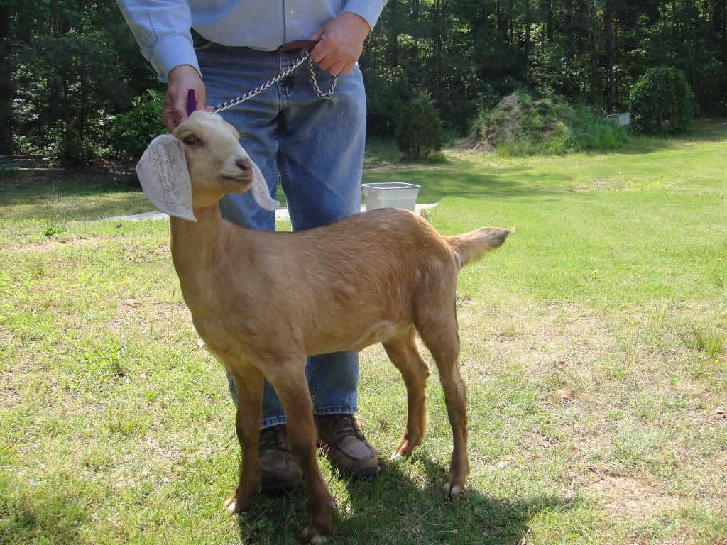 Do they have scurs or.... - Goats