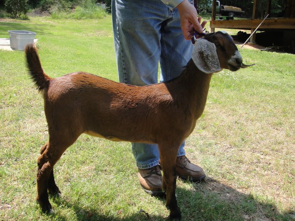 Do they have scurs or.... - Goats