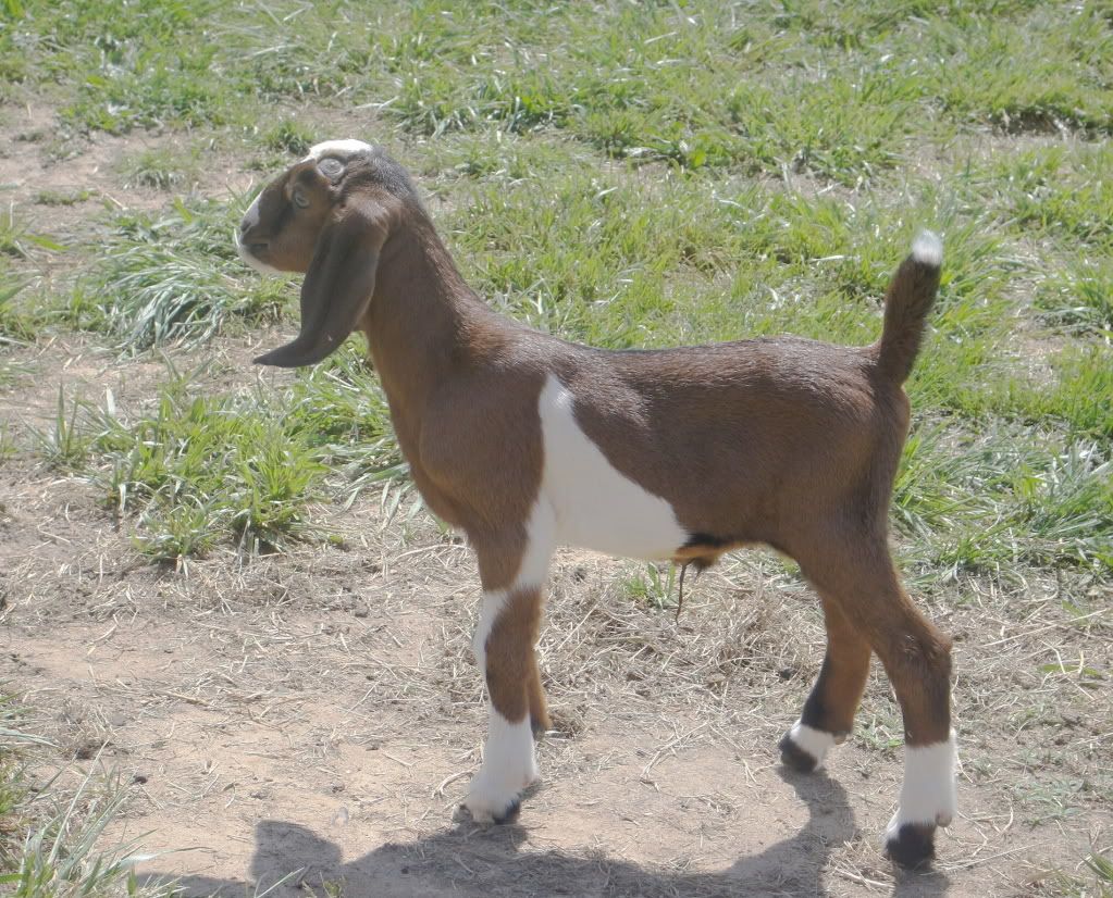 Pic. Share, a buckling named Mavrick - Goats