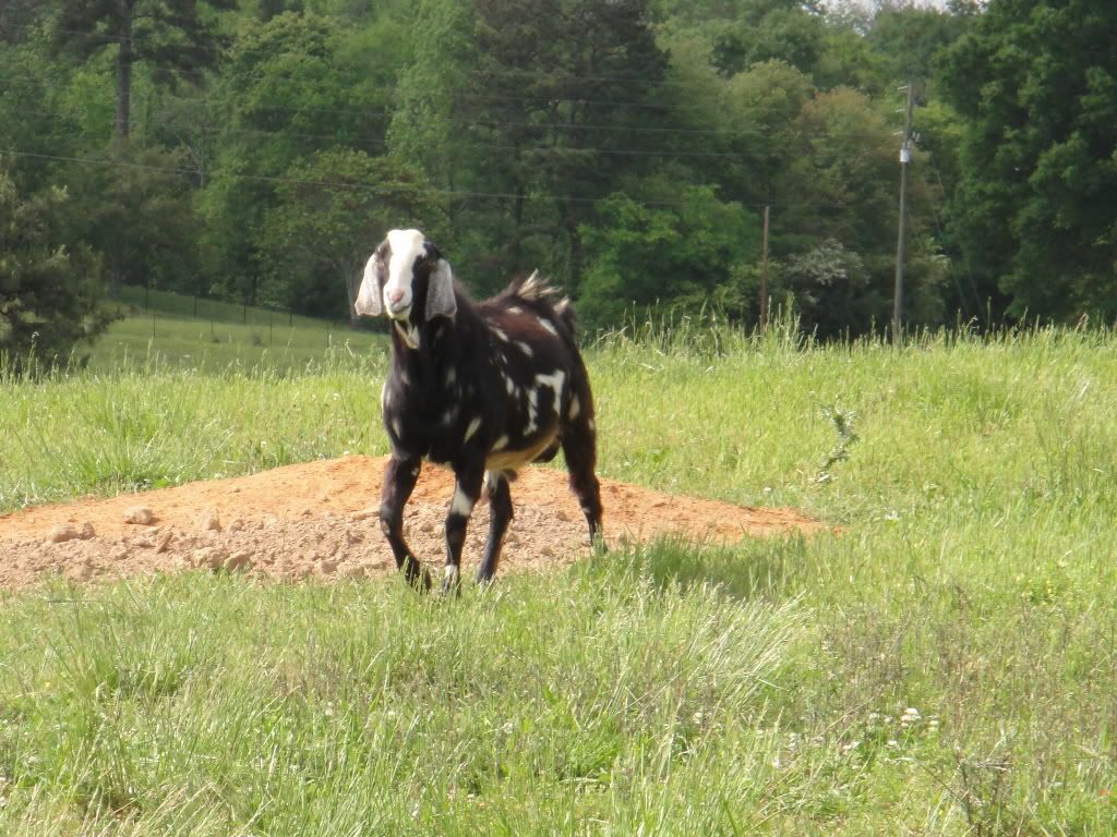 Pic. Share, a buckling named Mavrick - Goats