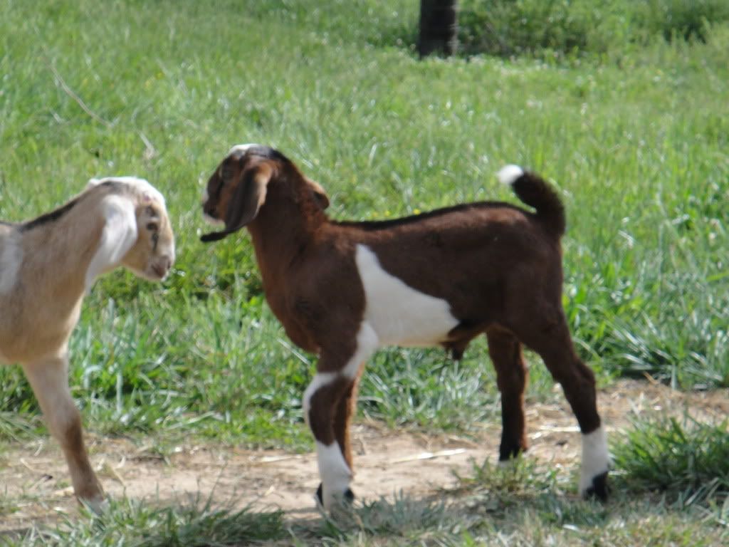 Pic. Share, a buckling named Mavrick - Goats