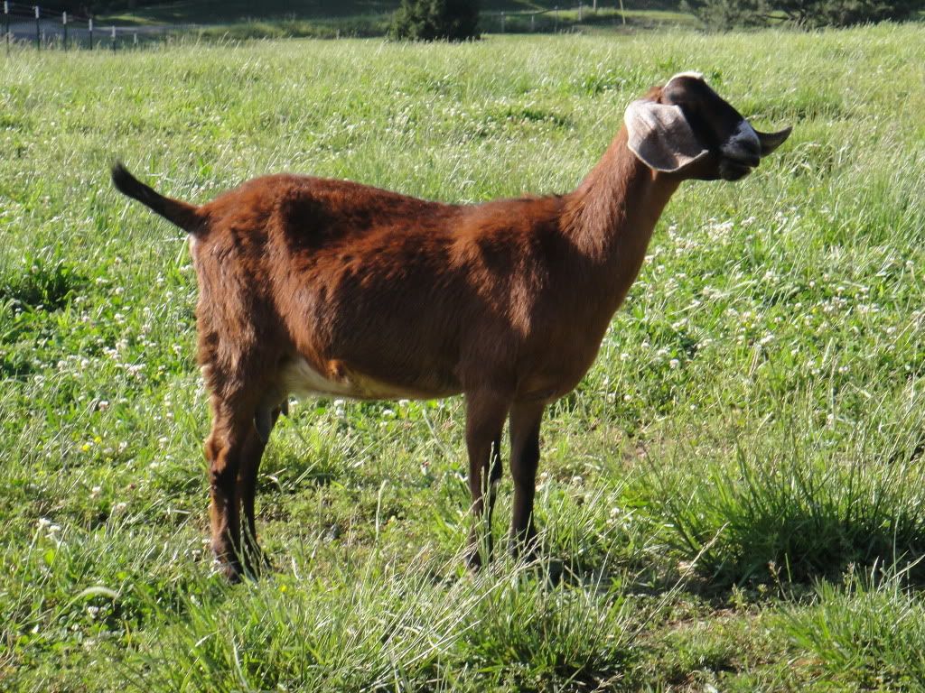 Pic. Share, a buckling named Mavrick - Goats