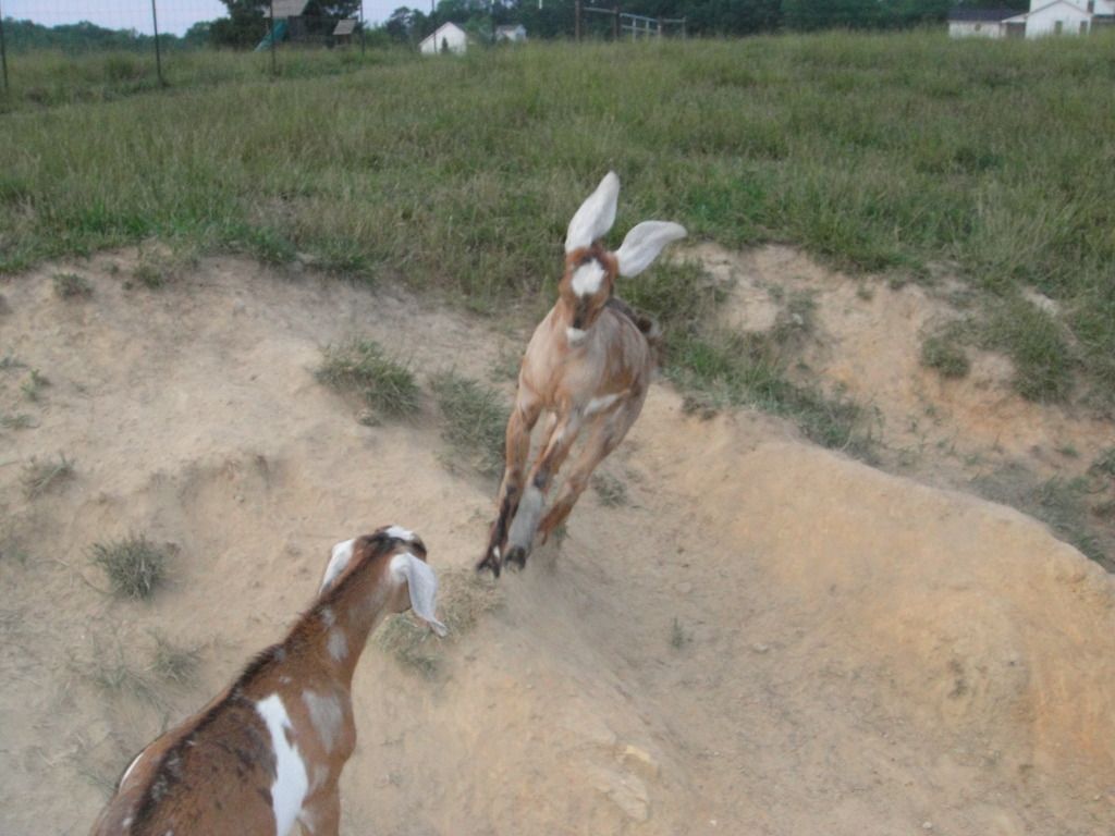 Possible Fracture, need advice - Goats