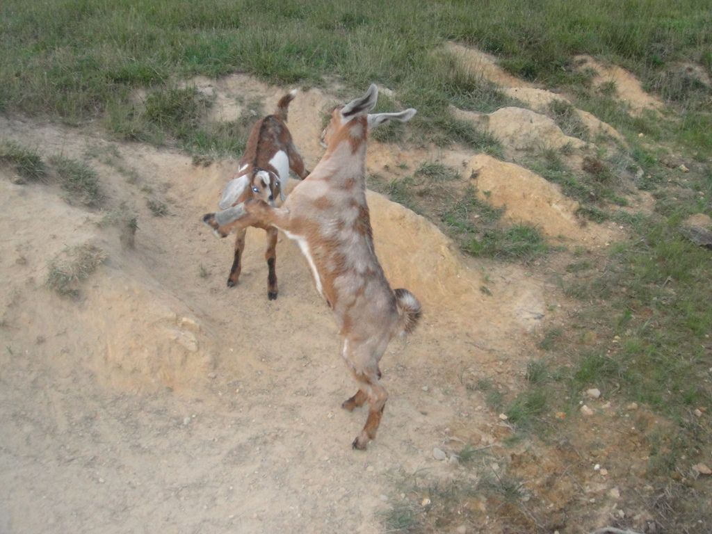 Possible Fracture, need advice - Goats