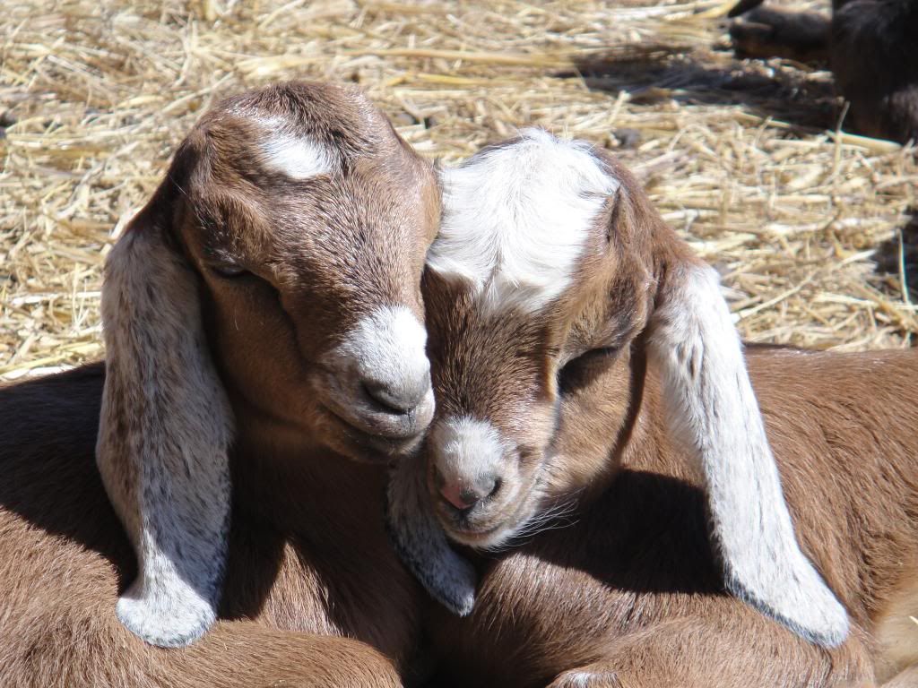 Nubain doeling pic's - Goats
