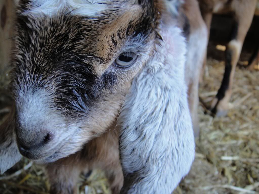 Nubain doeling pic's - Goats