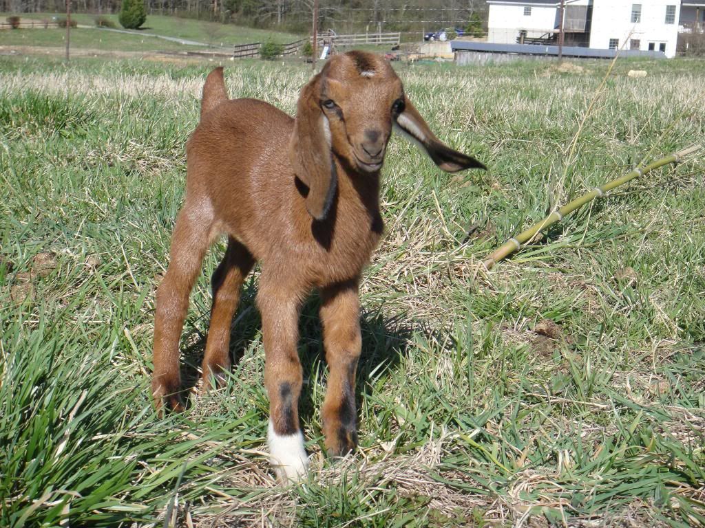 Nubain doeling pic's - Goats
