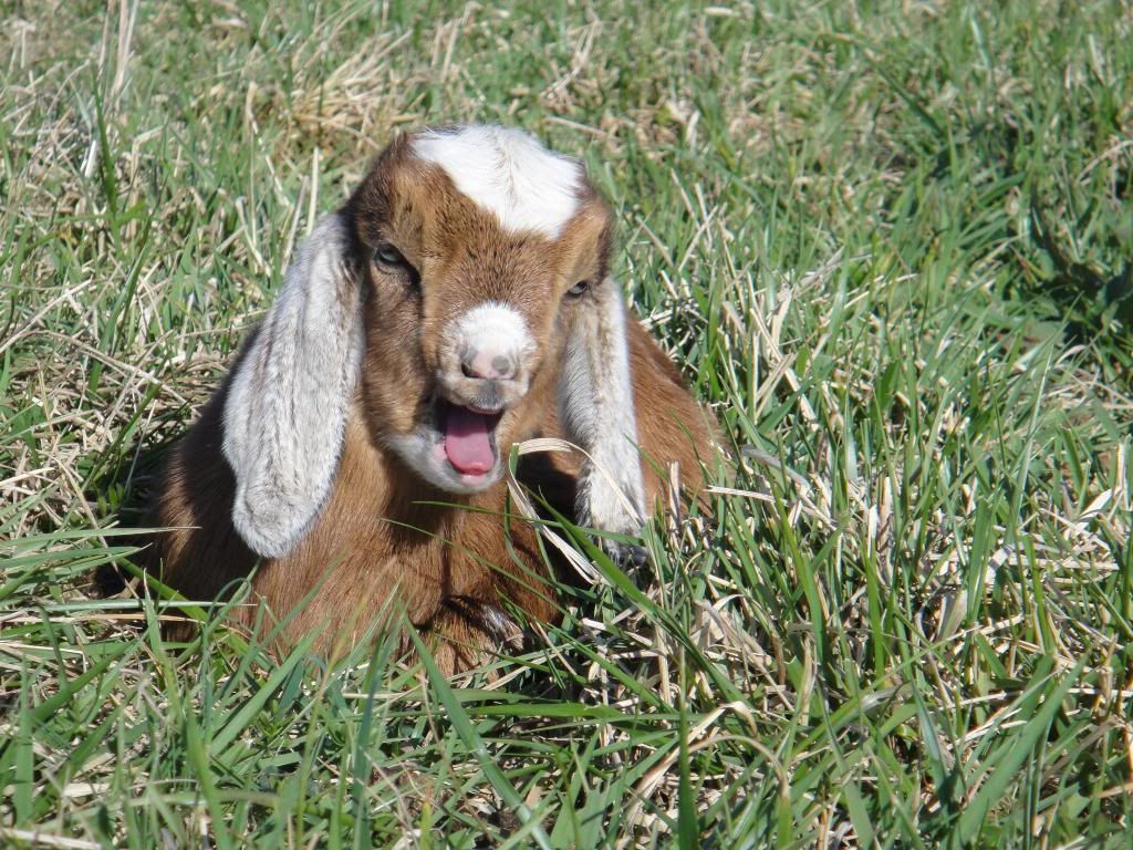 Nubain doeling pic's - Goats