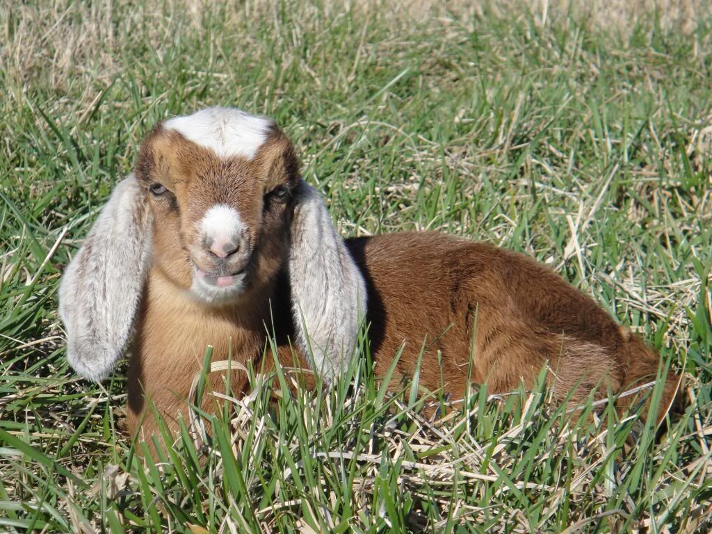 Nubain doeling pic's - Goats