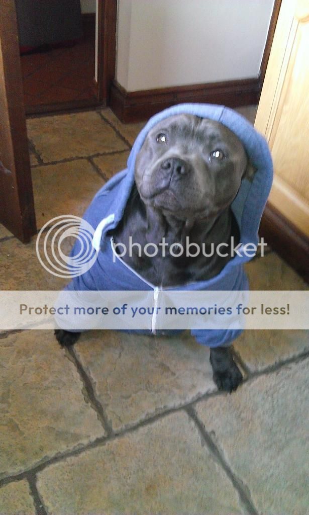 staffie in clothes  - Page 3 Image_2_zpsd8a9c09b
