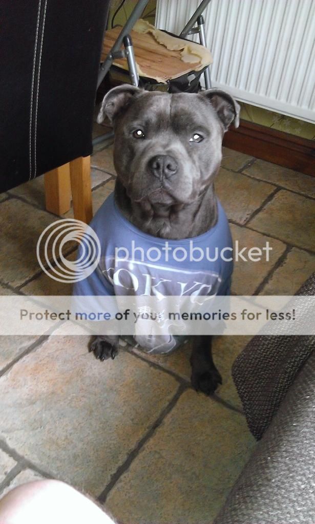 staffie in clothes  - Page 3 Image_6_zps1f4aa7d6